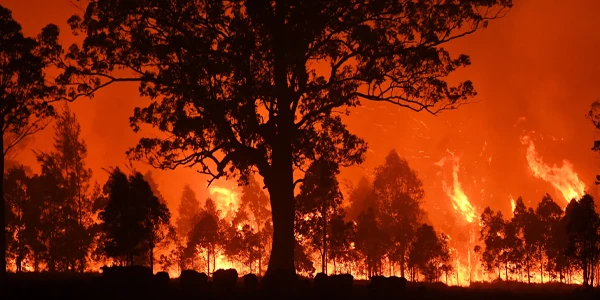 Government Assistance Available for Producers Affected by Bushfires